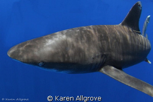 Oceanic Whitetip - bold & beautiful! by Karen Allgrove 